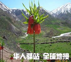 iran_golpayegan_flower.jpg